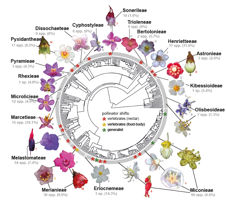 Systematics, Evolution and Ecology of Melastomataceae