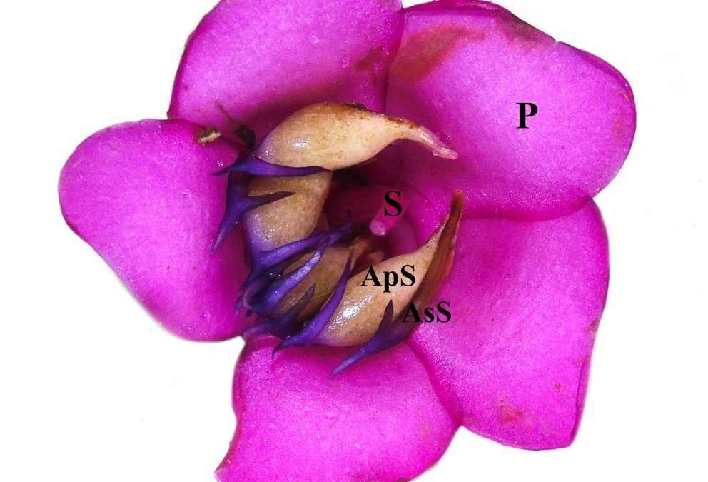 The predictive power of pollination syndromes
