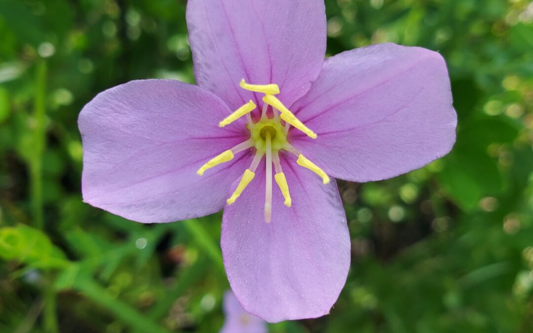 Summer fieldwork 2022, part 2: pollination of co-flowering Rhexia!